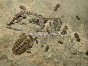 fosiles de conejo