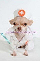 dog-doctor