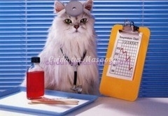 doctor gato