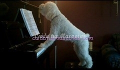 perro-toca-el-piano