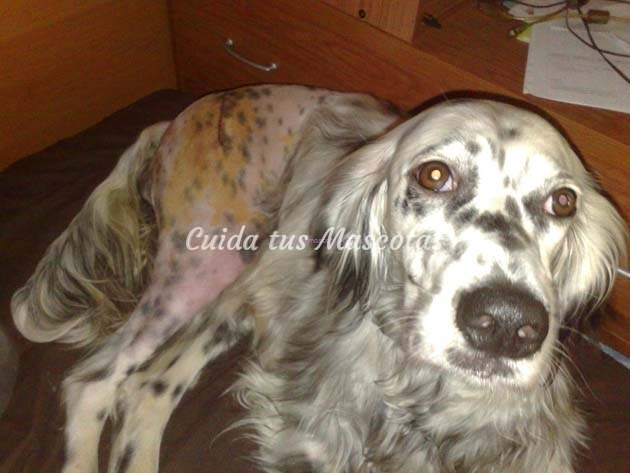 operación displasia de cadera en perro Ziska