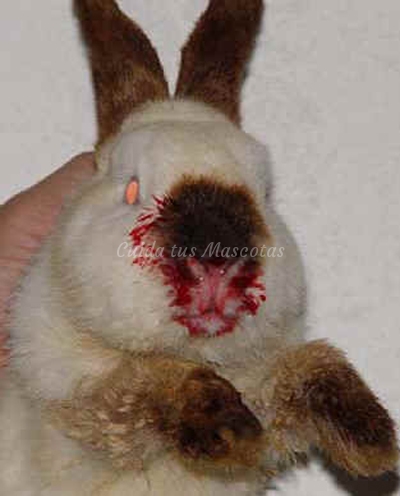 Hemorragia vírica conejos