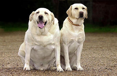 Consejos para evitar la obesidad canina
