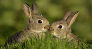 reproduccion de los conejos