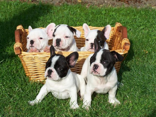5 cosas que nunca debes olvidar con tu bulldog francés b