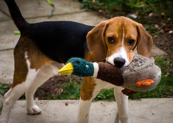 beagle jugando