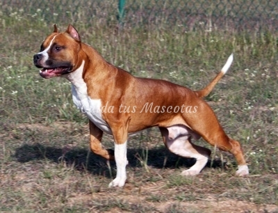 American Staffordshire-Terrier