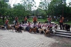 Crece en Querétaro el servicios de funeral para las mascotas