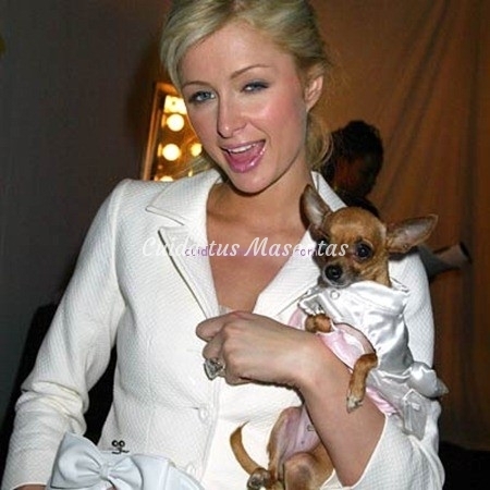 Paris Hilton, sus Chihuahuas y perros de otros famosos