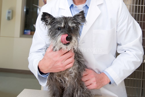 Cómo administrar los comprimidos orales a un perro