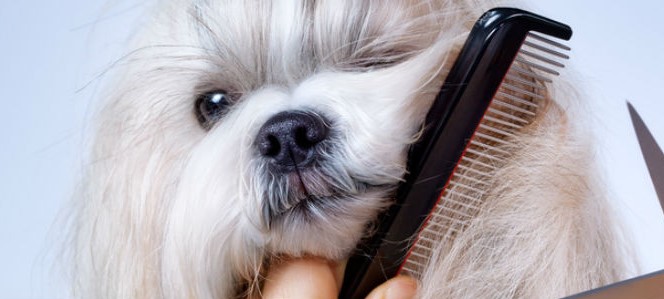 Consejos para el cuidado del pelaje del perro