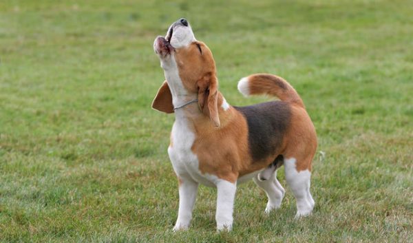 beagle aullando